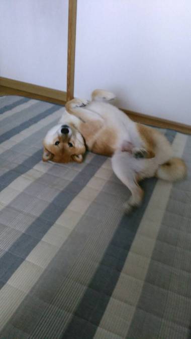 カルピスソーダー