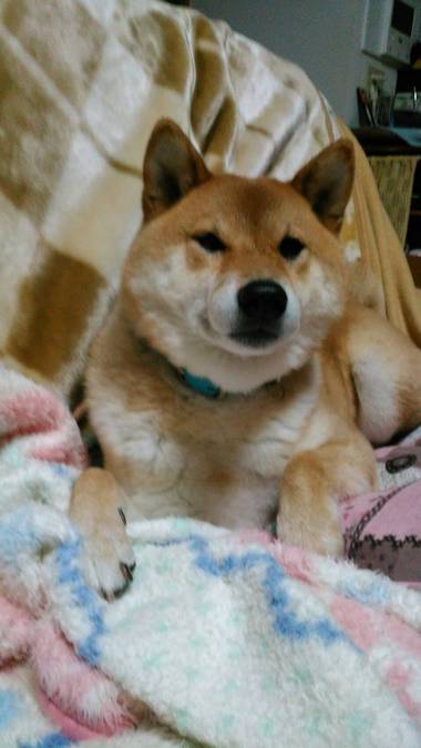 さんまの干物