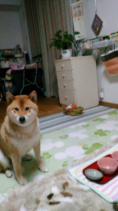さんまの干物