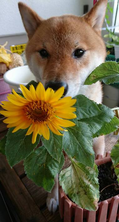 ひまわり咲いたようれしいな♪