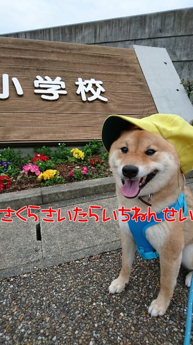 小学校入学おめでとうございます！