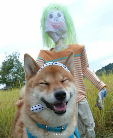 カカシと柴犬孝太　その２