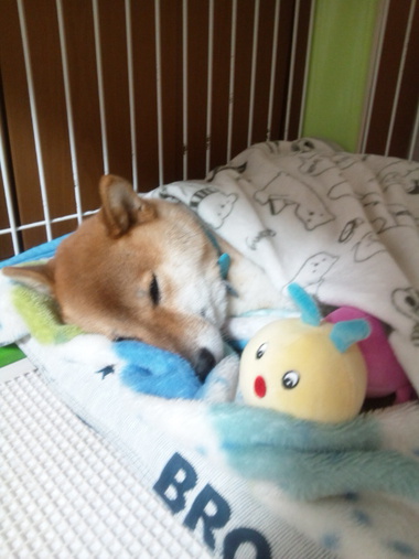 イモちゃんとねんね