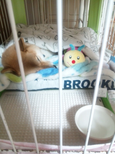 イモちゃんとねんね
