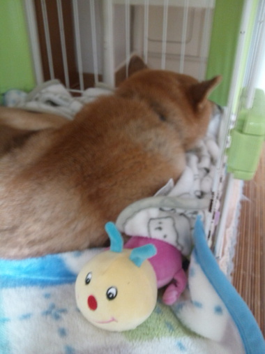 イモちゃんとねんね