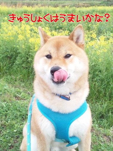 小学校入学おめでとうございます！
