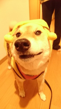 どやっ 2021/04/17 14:12:05