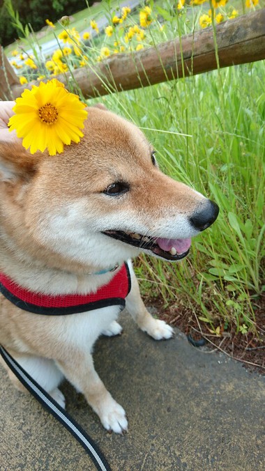 ペアセット