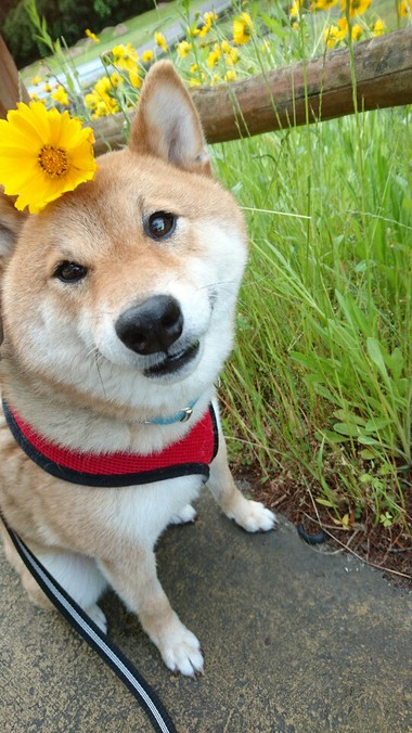 ペアセット