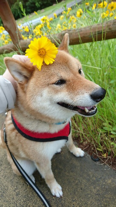 ペアセット