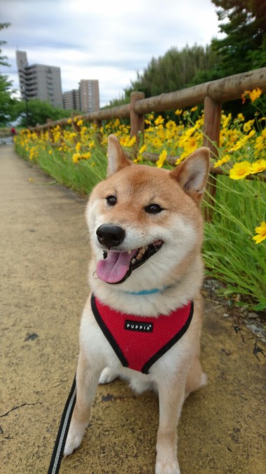 ペアセット