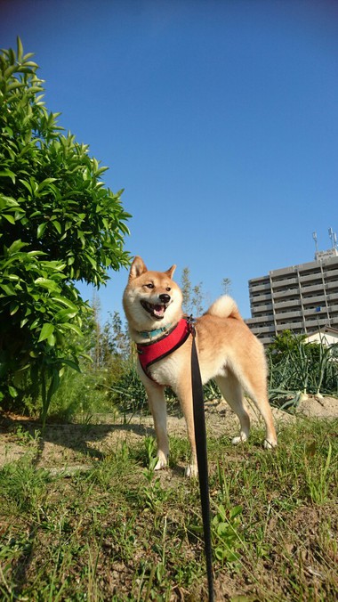 今日も元気でありがとう！