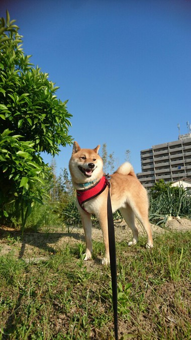 今日も元気でありがとう！