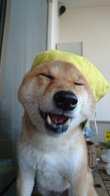 4月8日はシバの日！【柴犬あるある】