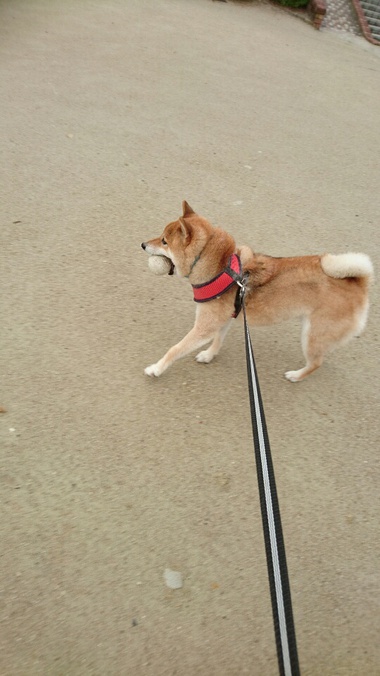 雨がやんでラッキー！朝ん歩♪