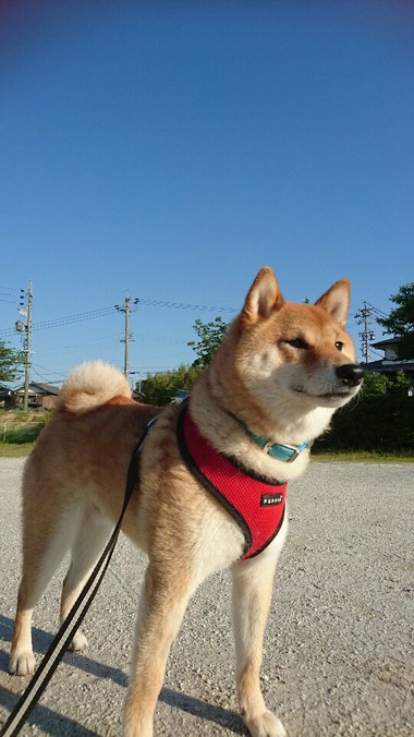 今日も元気でありがとう！