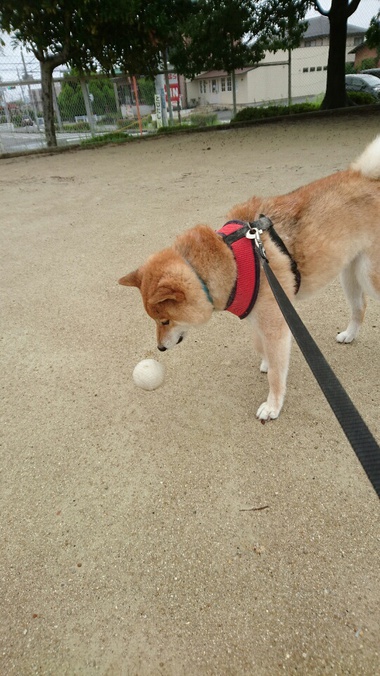 雨がやんでラッキー！朝ん歩♪
