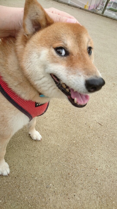 雨がやんでラッキー！朝ん歩♪