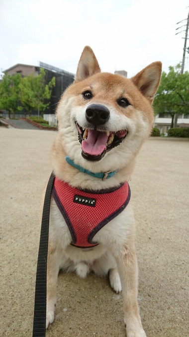 雨がやんでラッキー！朝ん歩♪