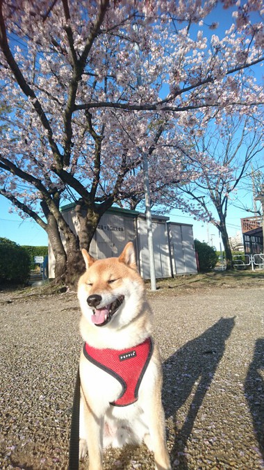 お弁当＆キレイな朝