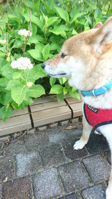 チーズとキャベツのお好み焼き＆紫陽花咲きました！