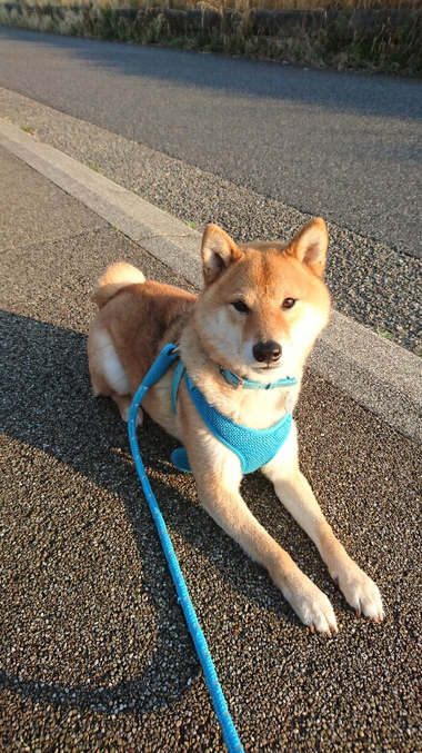 4月8日はシバの日！【柴犬あるある】