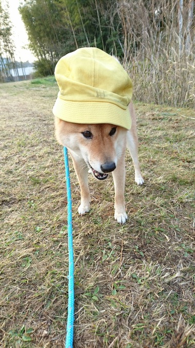 4月8日はシバの日！【柴犬あるある】