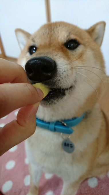 4月8日はシバの日！【柴犬あるある】