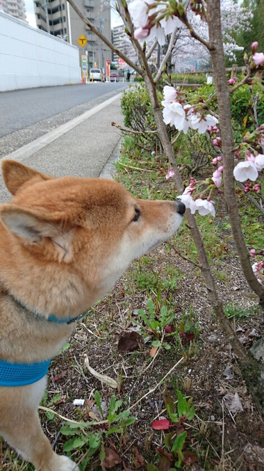 桜がたくさん咲いたよ♪