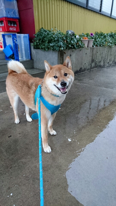 相合傘
