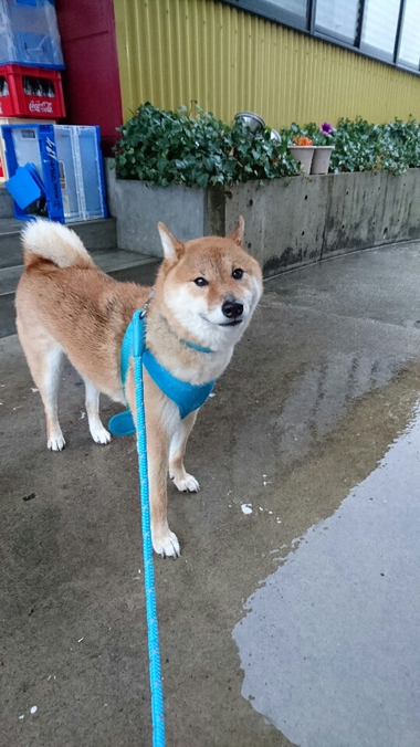 相合傘
