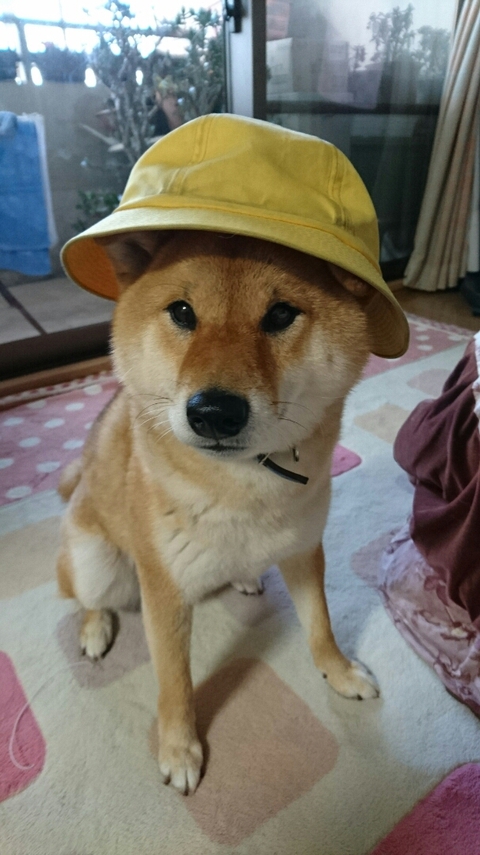 2017年あけましておめでとうございます