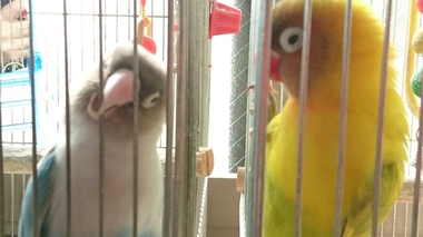 我が家のインコのこと