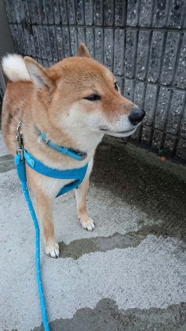 春雨じゃ　濡れて参ろう