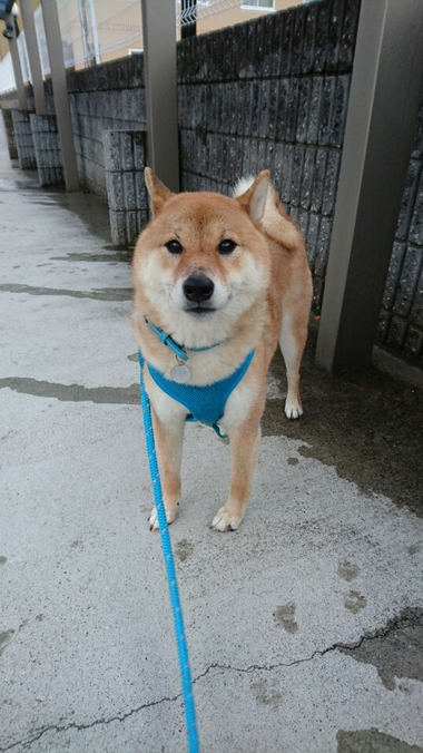 春雨じゃ　濡れて参ろう
