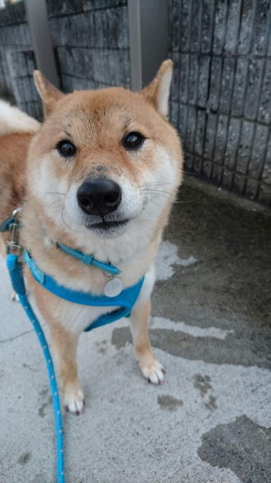 春雨じゃ　濡れて参ろう
