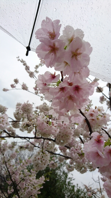 春雨じゃ　濡れて参ろう