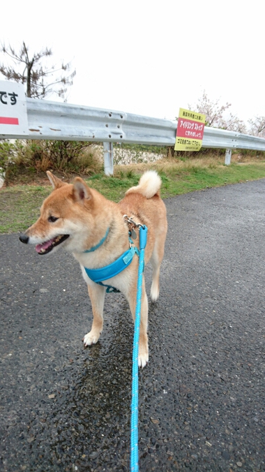 春雨じゃ　濡れて参ろう