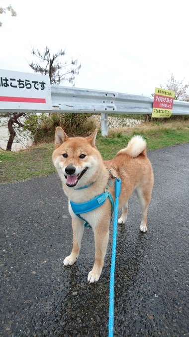 春雨じゃ　濡れて参ろう
