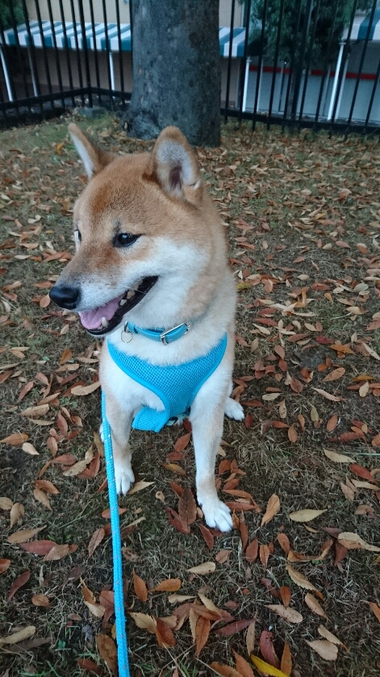 落ち葉の絨毯