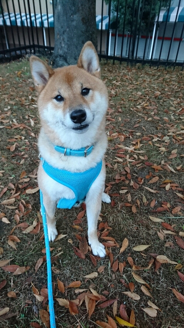 落ち葉の絨毯