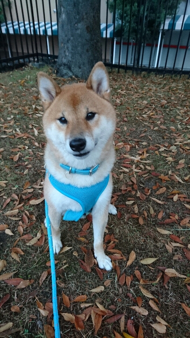 落ち葉の絨毯