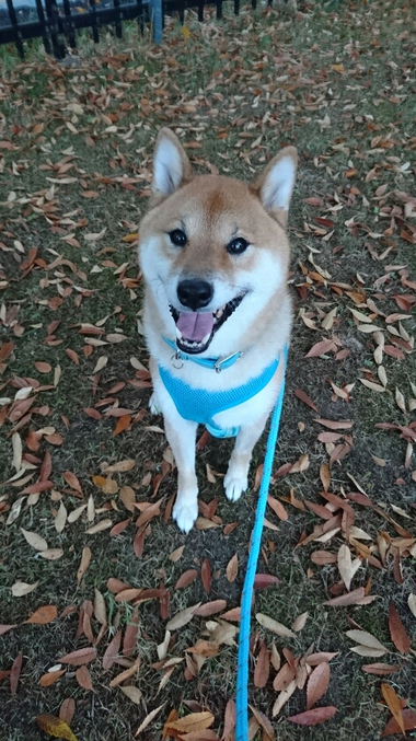 落ち葉の絨毯