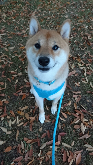 落ち葉の絨毯