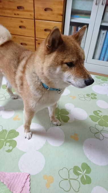 悲しい顔・・・。