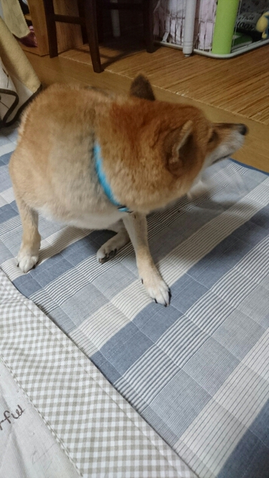 ごはん