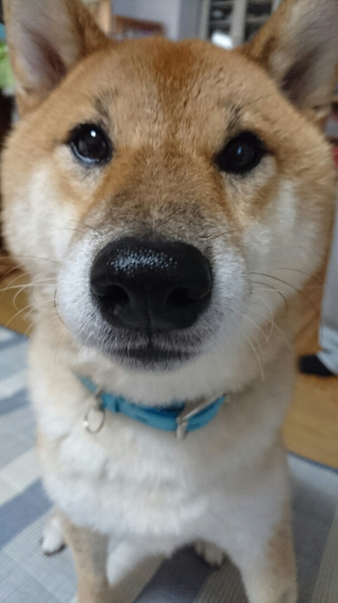 ごはん