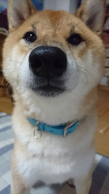 ごはん