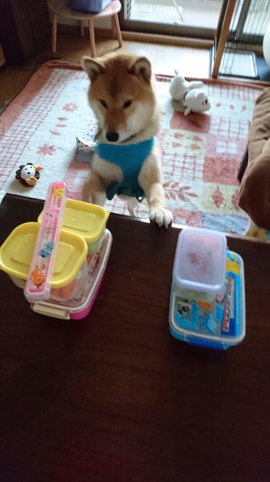 お弁当のつまみぐい