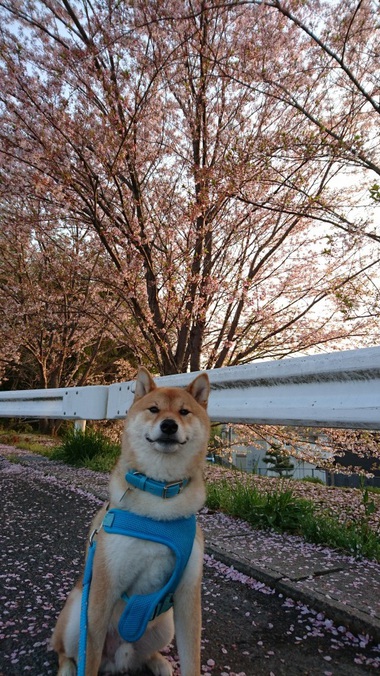 お弁当と朝んぽ